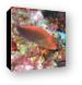 Arc eye hawkfish sitting on coral Canvas Print