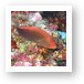 Arc eye hawkfish sitting on coral Art Print