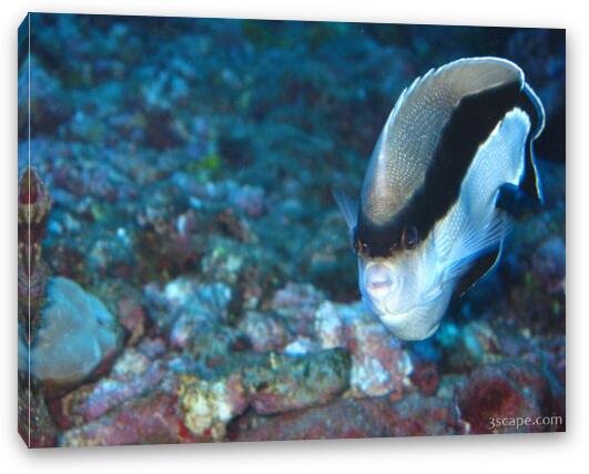 Banded Angel Fish (endemic to Hawaii) Fine Art Canvas Print