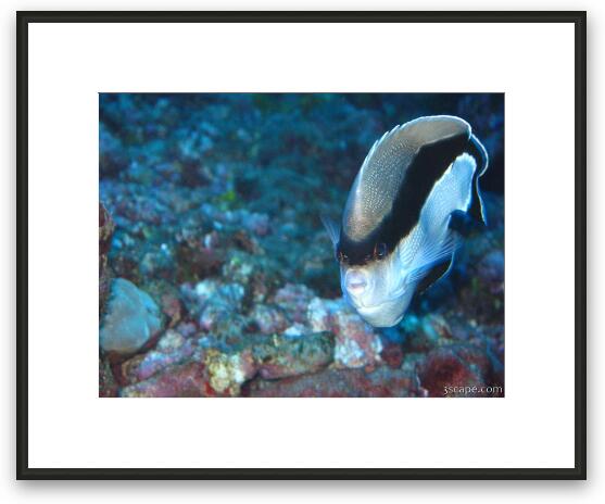 Banded Angel Fish (endemic to Hawaii) Framed Fine Art Print