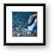 Banded Angel Fish (endemic to Hawaii) Framed Print
