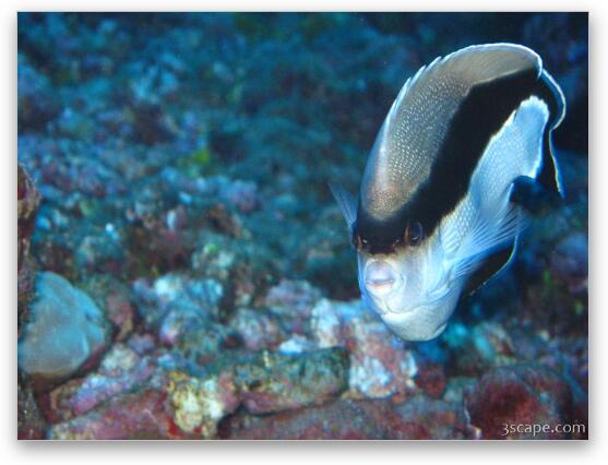 Banded Angel Fish (endemic to Hawaii) Fine Art Print