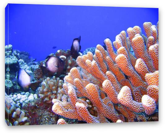 Bright finger coral and some White-spotted Damsel fish Fine Art Canvas Print