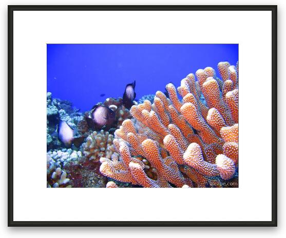 Bright finger coral and some White-spotted Damsel fish Framed Fine Art Print