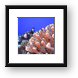 Bright finger coral and some White-spotted Damsel fish Framed Print