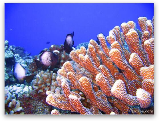 Bright finger coral and some White-spotted Damsel fish Fine Art Metal Print