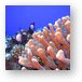 Bright finger coral and some White-spotted Damsel fish Metal Print
