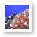 Bright finger coral and some White-spotted Damsel fish Art Print