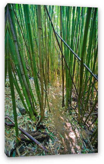 Thick bamboo forest Fine Art Canvas Print
