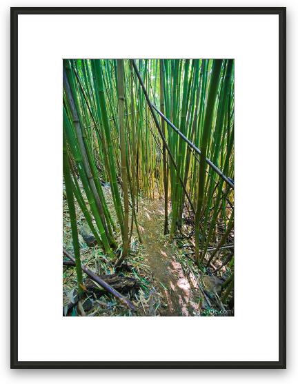 Thick bamboo forest Framed Fine Art Print