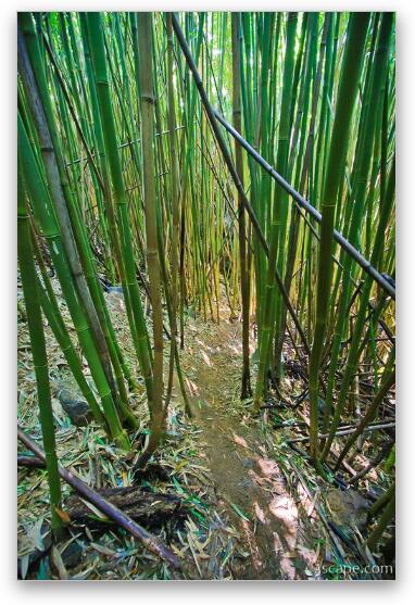 Thick bamboo forest Fine Art Metal Print