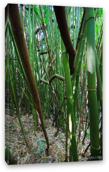 Thick bamboo forest Fine Art Canvas Print