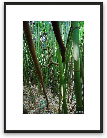 Thick bamboo forest Framed Fine Art Print