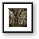 Old Banyan Tree Framed Print