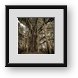 Buy Framed Print