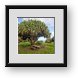 Buy Framed Print