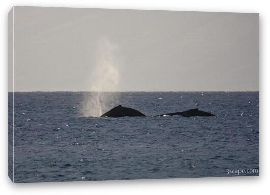 Pair of Humpback whales Fine Art Canvas Print