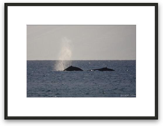 Pair of Humpback whales Framed Fine Art Print