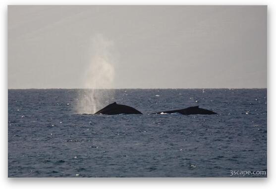 Pair of Humpback whales Fine Art Metal Print