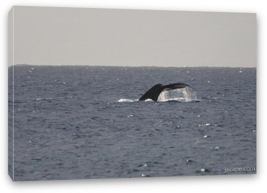 Tail of Humpback whale Fine Art Canvas Print