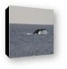 Tail of Humpback whale Canvas Print