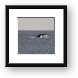 Tail of Humpback whale Framed Print