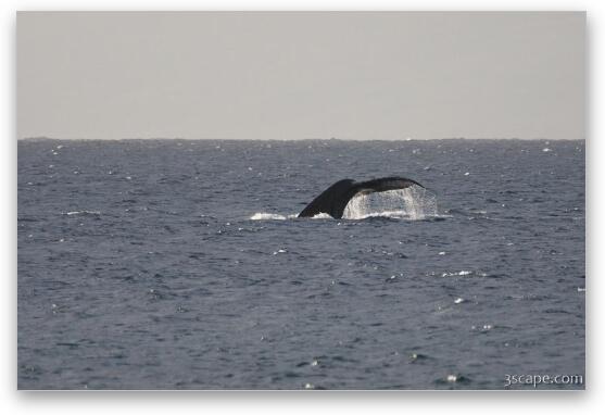 Tail of Humpback whale Fine Art Metal Print