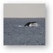 Tail of Humpback whale Metal Print