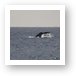 Tail of Humpback whale Art Print