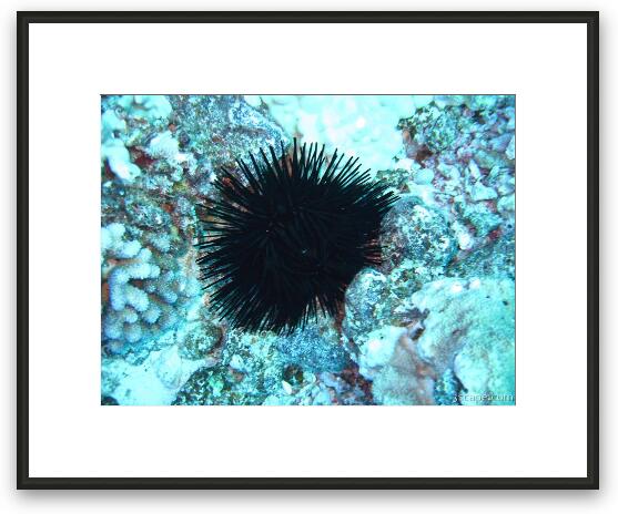Sea urchin Framed Fine Art Print