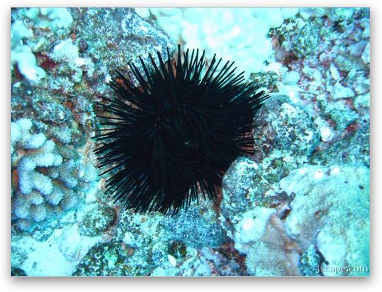 Sea urchin Fine Art Print