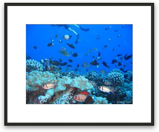 Various marine life at Molokini Framed Fine Art Print