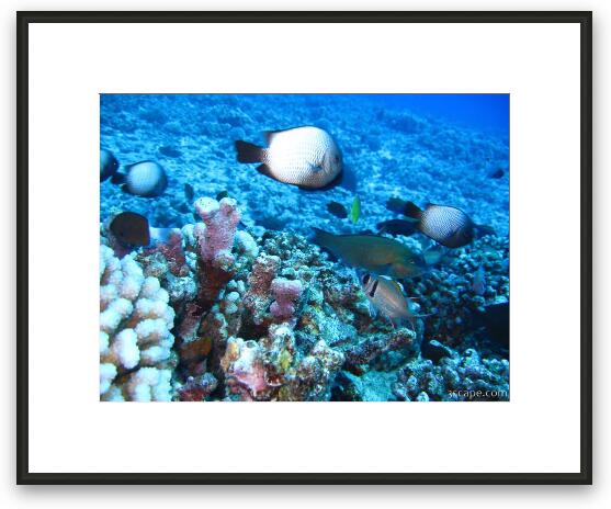 White-spotted Damsel fish Framed Fine Art Print