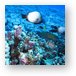 White-spotted Damsel fish Metal Print