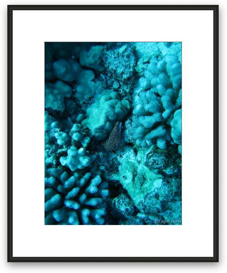 Whitemouth moray eel Framed Fine Art Print