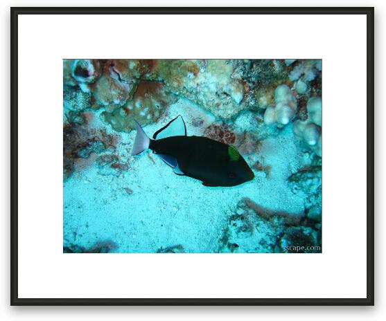 Pinktail Triggerfish Framed Fine Art Print