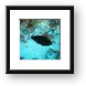 Pinktail Triggerfish Framed Print