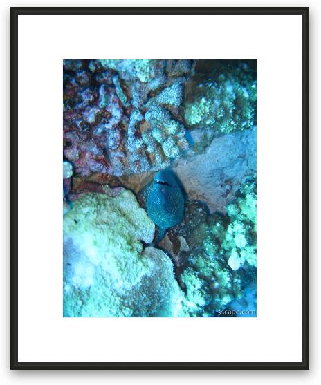 Moray eel Framed Fine Art Print