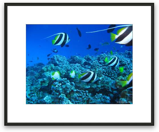 School of Pennant Fish (Banner Fish) Framed Fine Art Print