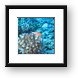 Arc eye hawkfish Framed Print