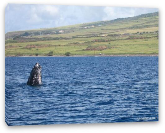 Humpback whale Fine Art Canvas Print