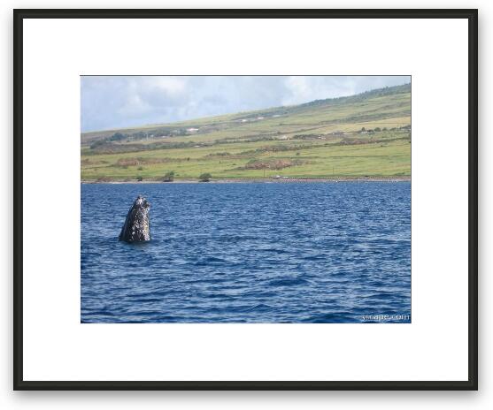 Humpback whale Framed Fine Art Print