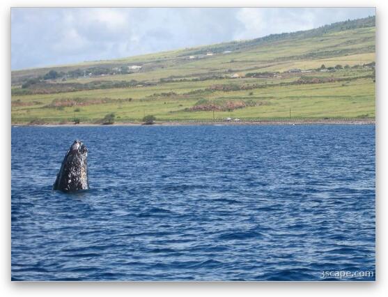 Humpback whale Fine Art Print