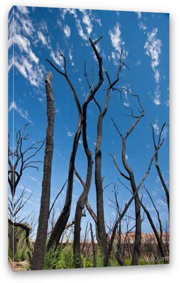 Burned trees near Dewey Bridge Fine Art Canvas Print