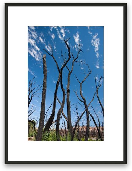 Burned trees near Dewey Bridge Framed Fine Art Print