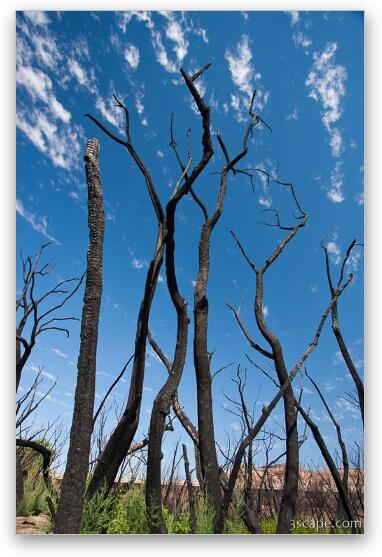 Burned trees near Dewey Bridge Fine Art Metal Print