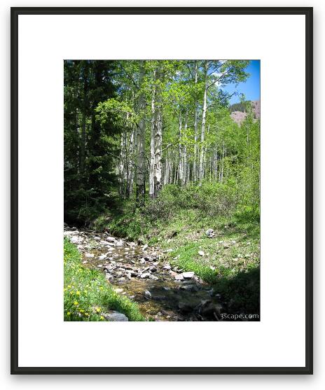 Aspen forest in the La Sal mountains Framed Fine Art Print