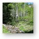 Aspen forest in the La Sal mountains Metal Print