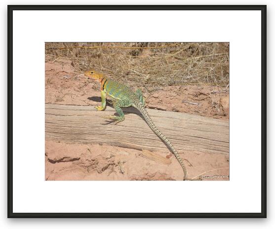 Colorful lizard Framed Fine Art Print