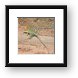 Colorful lizard Framed Print
